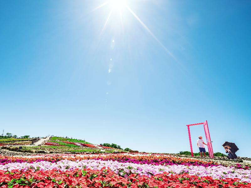 茶臼山高原にピンクの扉のある景色の写真