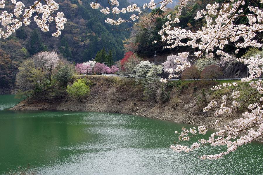 みどり湖の桜の風景の写真