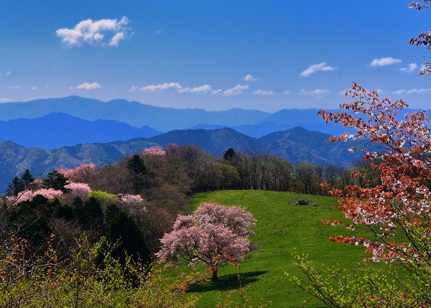 茶臼山高原1本桜咲く風景の写真