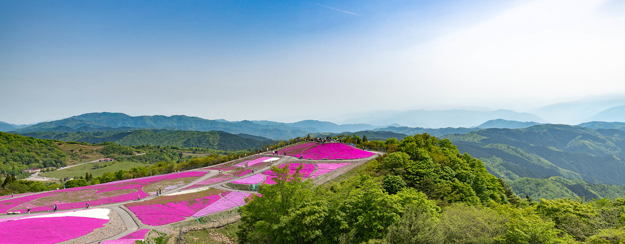 遠くの山並みまで見渡せる山頂の拓けた場所に、薄いピンク色と濃いピンク色のコスモスが一面に咲いている茶臼山高原の「芝桜の丘」の写真