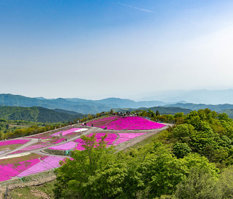 遠くの山並みまで見渡せる山頂の拓けた場所に、薄いピンク色と濃いピンク色のコスモスが一面に咲いている茶臼山高原の「芝桜の丘」の写真