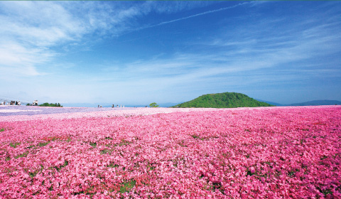 奥に茶臼山が見える広大な敷地内に薄いピンク色や濃いピンク色の花が咲き誇っている写真