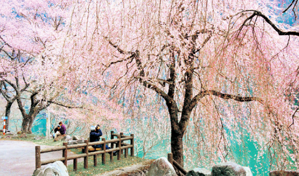 湖畔に桜の花が咲き誇った見事な枝垂桜が立ち、手前で花見をしたり写真撮影をしている人の姿が見える写真