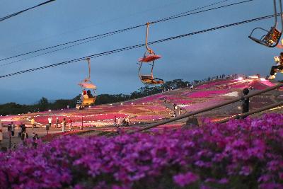 芝桜広報用穂っとねっとフォトコンテスト第13回応募作品