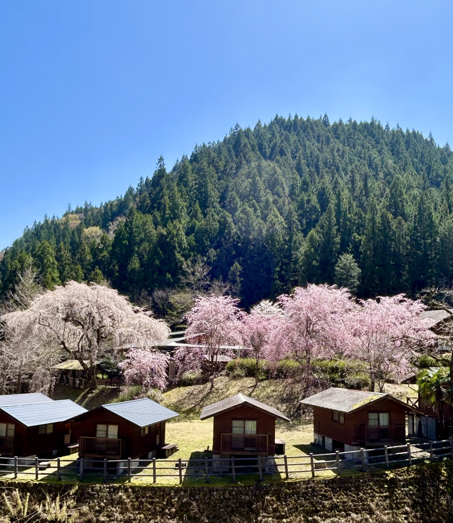 富山地区の桜