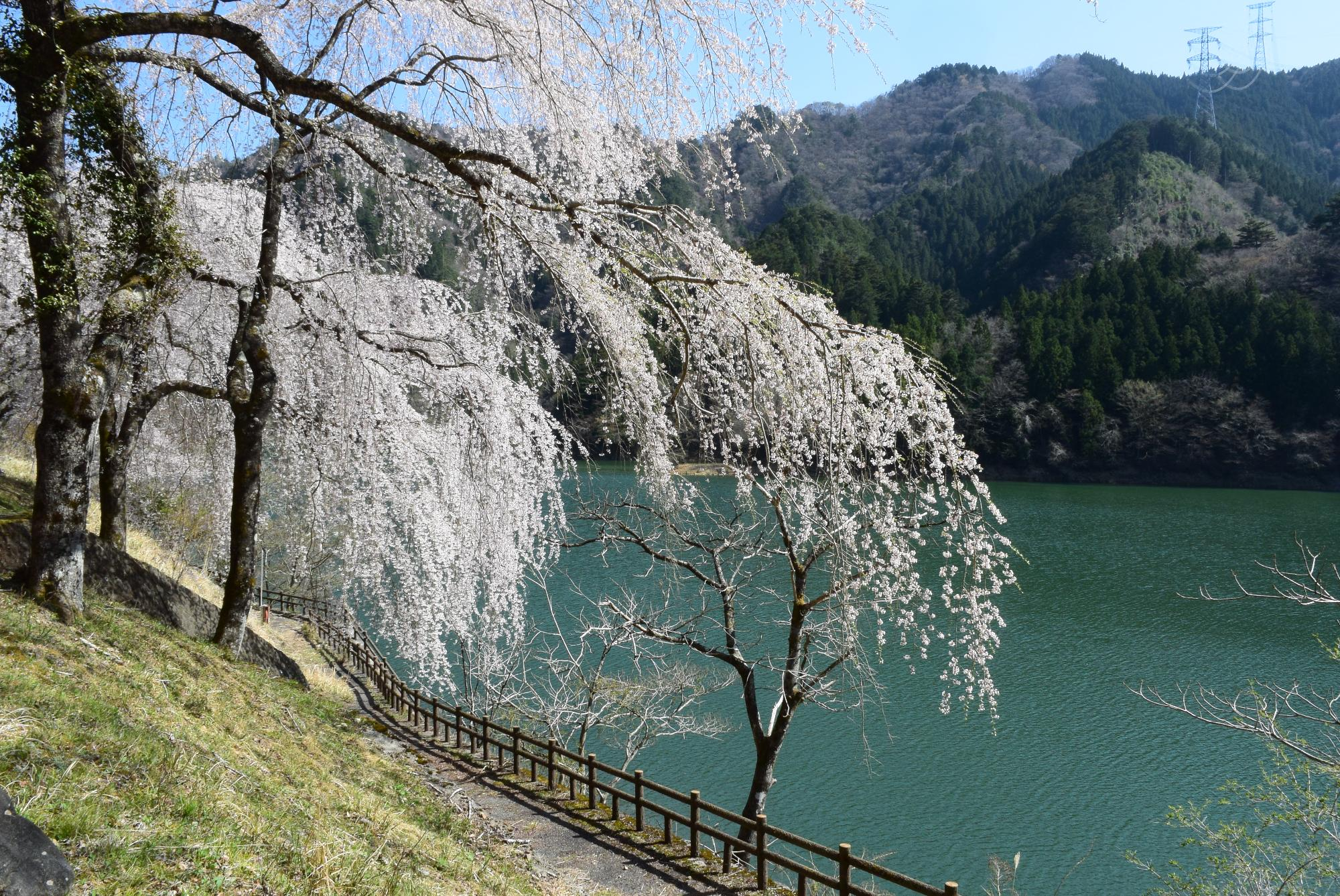 みどり湖の桜