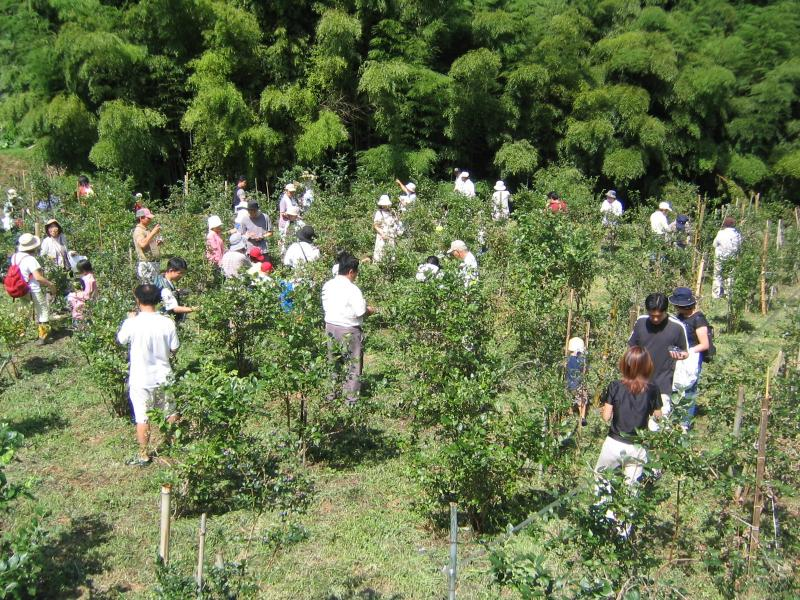 ブリーベリー摘み