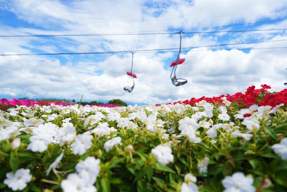 左右に走るペアリフトの下にピンク、白、赤の花畑が広がる写真